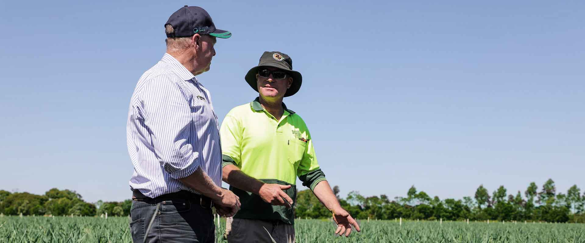 Gippsland Farmers in healthy green pasture