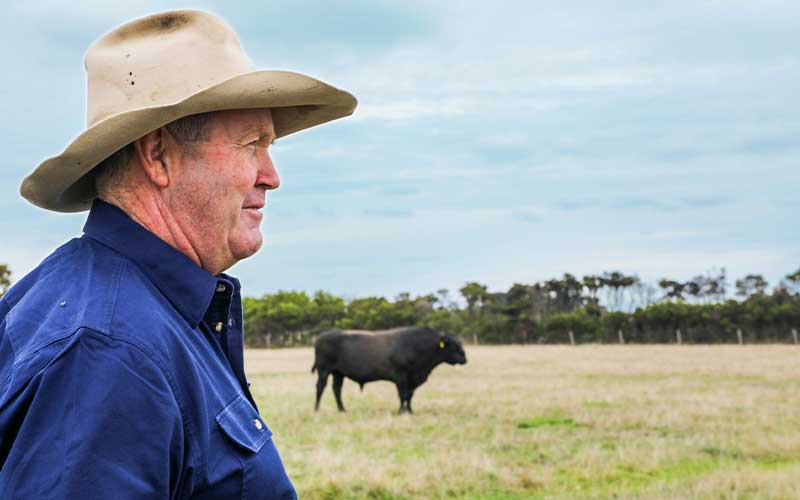 Peter Boddy Cattle Farm in Gippsland