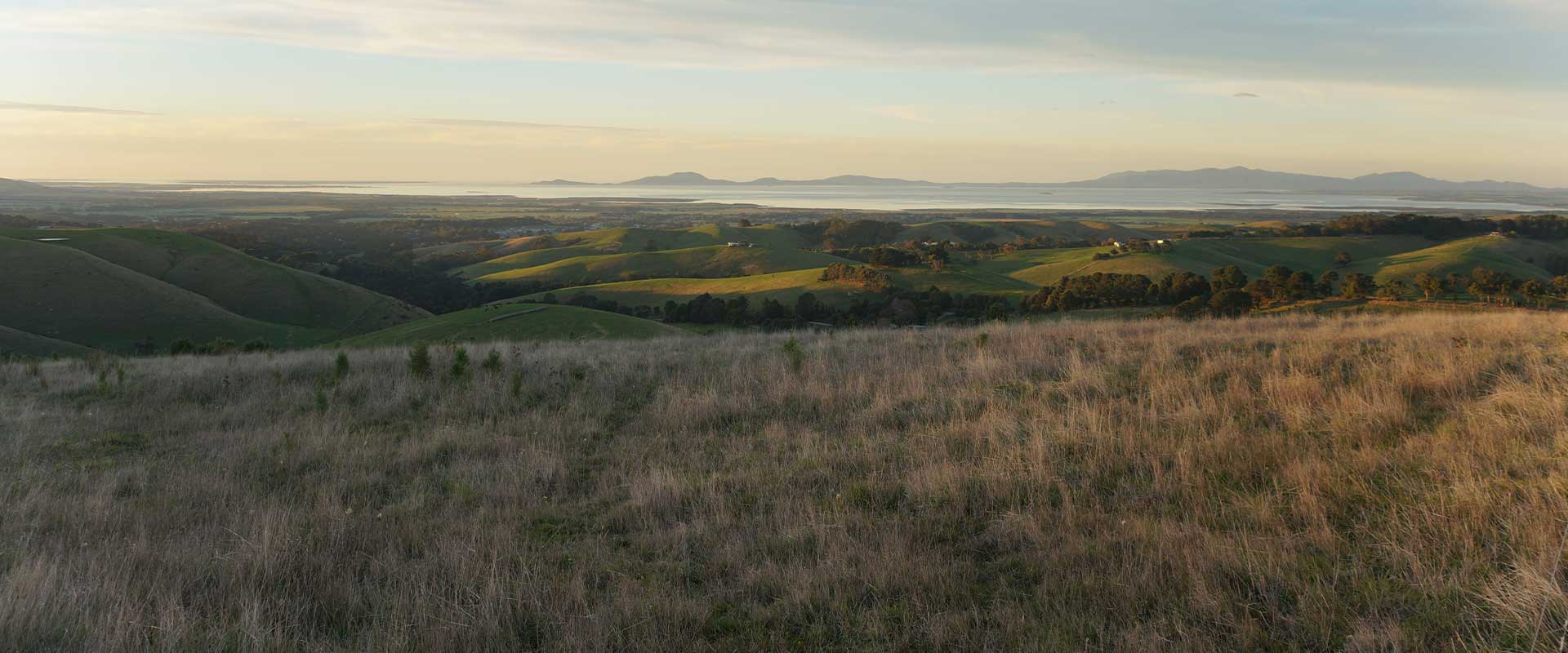 Gippsland farmland healthy paddocks