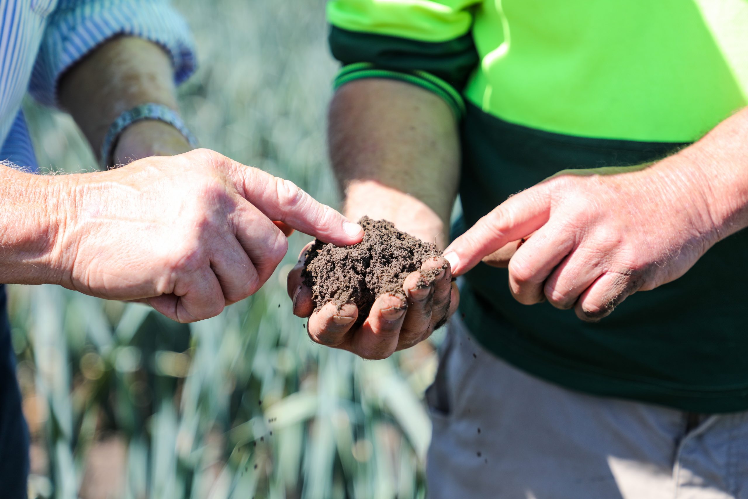Mark Schreurs Gipplsand Vegetable Farm Inspecting has Soil Quality
