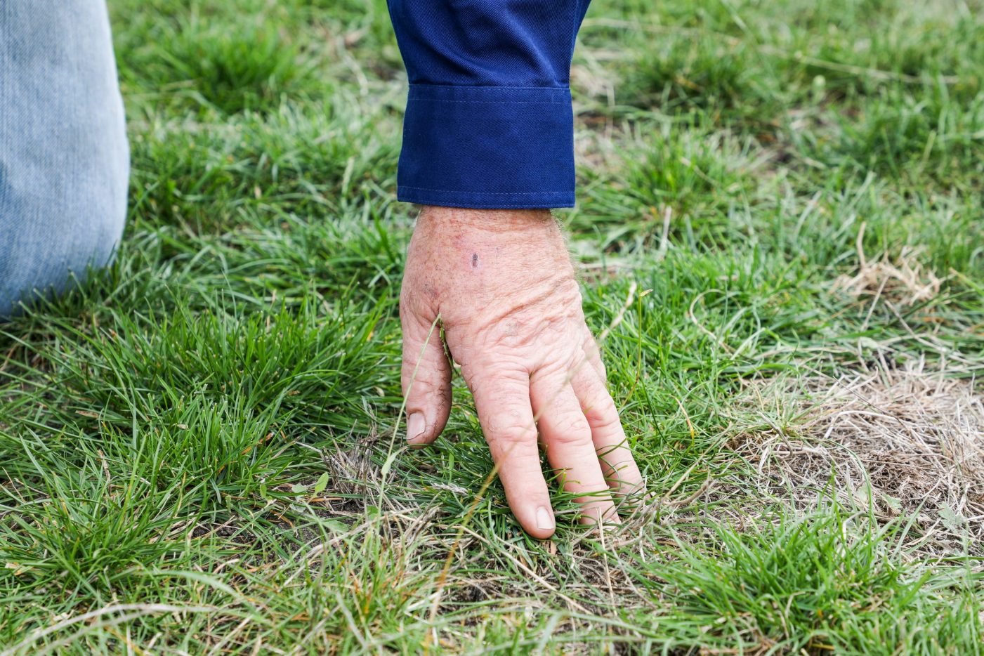 Peter Boddy of R Body & Sons Cattle Farm inspecting his pastures